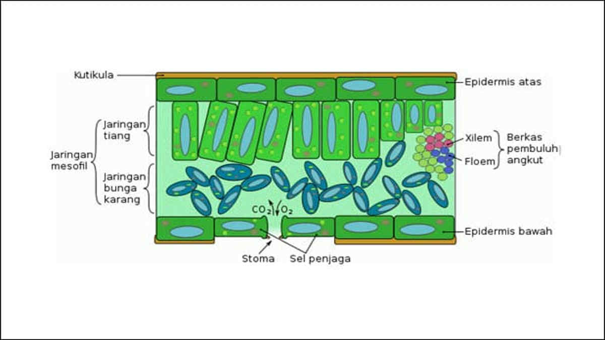 Detail Gambar Jaringan Pada Daun Nomer 2