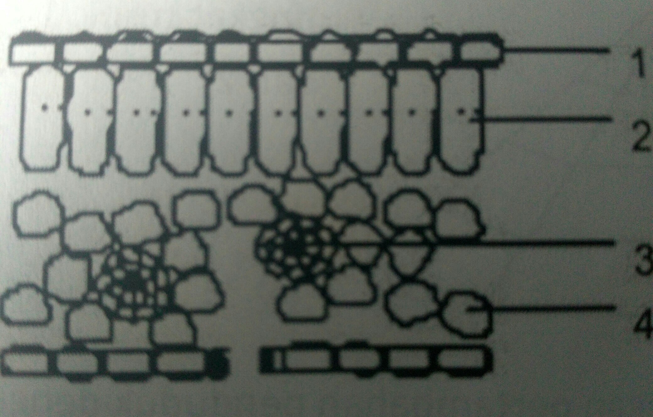 Detail Gambar Jaringan Pada Daun Nomer 15