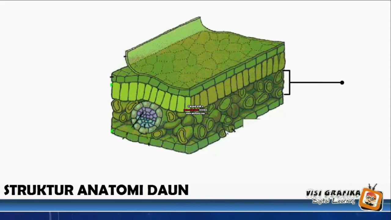 Detail Gambar Jaringan Pada Daun Nomer 22
