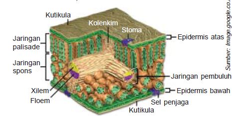 Detail Gambar Jaringan Pada Daun Nomer 23