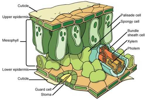 Detail Gambar Jaringan Pada Daun Nomer 24