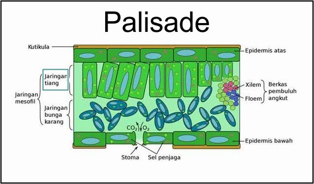 Detail Gambar Jaringan Pada Daun Nomer 25