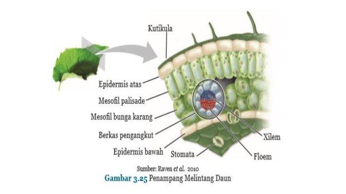 Detail Gambar Jaringan Pada Daun Nomer 26