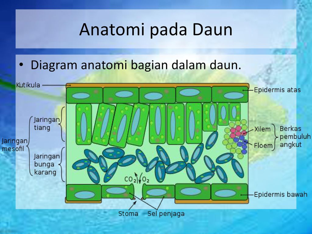 Detail Gambar Jaringan Pada Daun Nomer 31