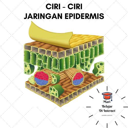 Detail Gambar Jaringan Pada Daun Nomer 33