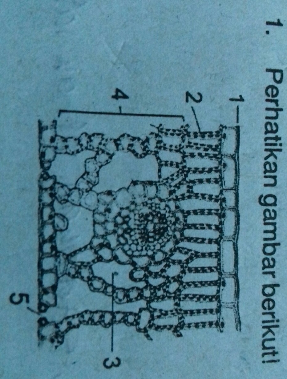 Detail Gambar Jaringan Pada Daun Nomer 34