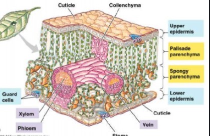Detail Gambar Jaringan Pada Daun Nomer 35
