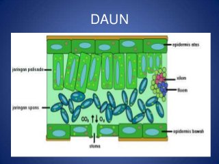 Detail Gambar Jaringan Pada Daun Nomer 40