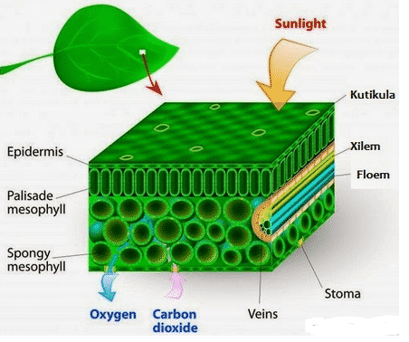Detail Gambar Jaringan Pada Daun Nomer 41
