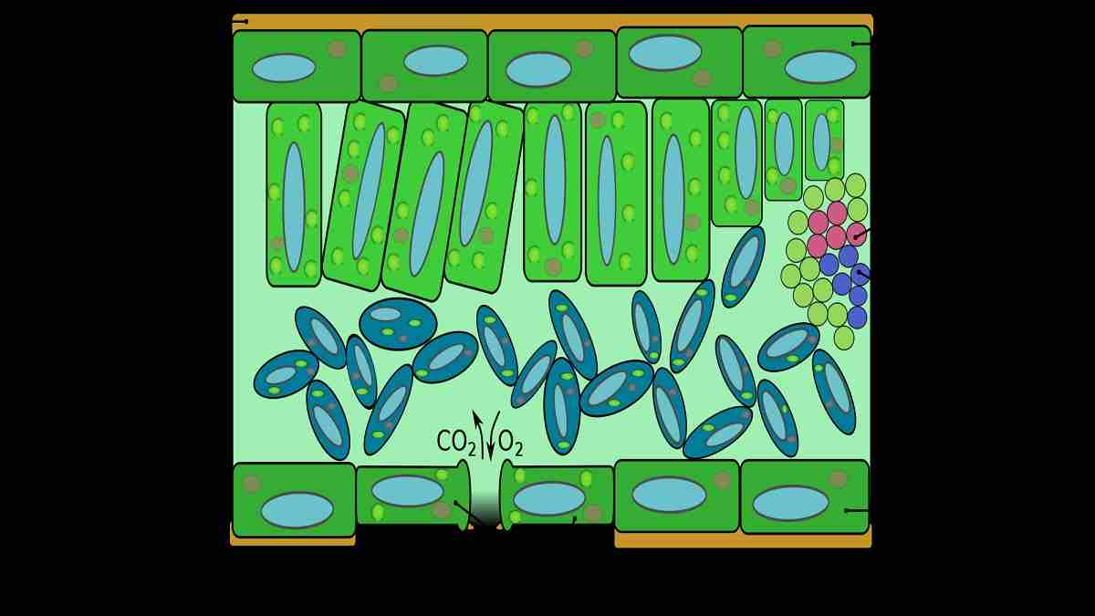 Detail Gambar Jaringan Pada Daun Nomer 46
