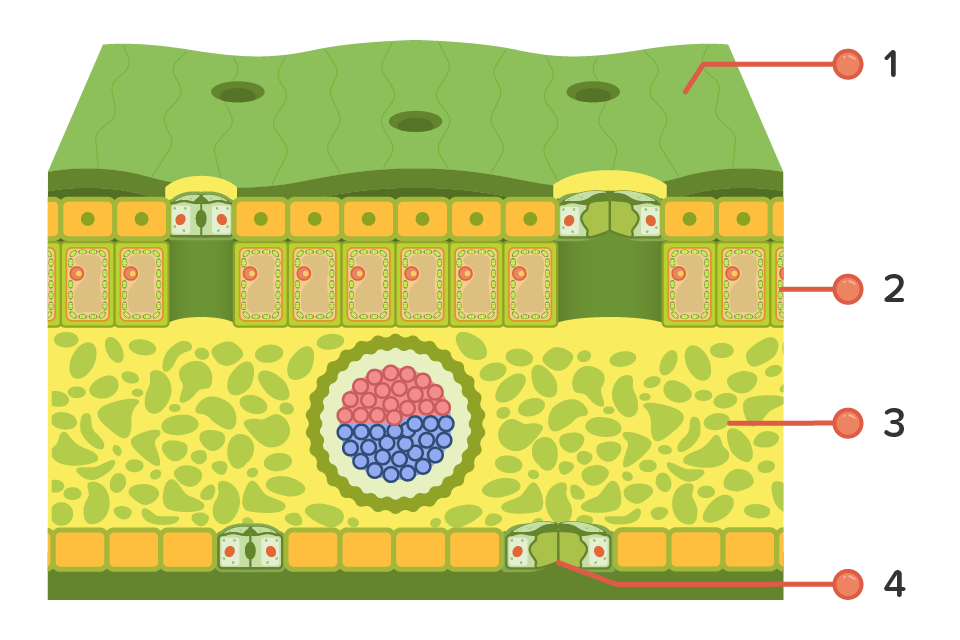 Detail Gambar Jaringan Pada Daun Nomer 48