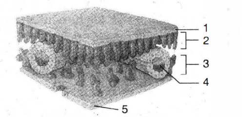 Detail Gambar Jaringan Pada Daun Nomer 51