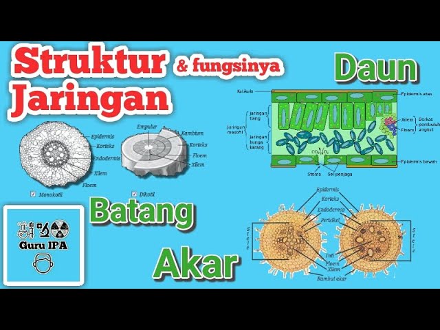 Detail Gambar Jaringan Pada Daun Nomer 52
