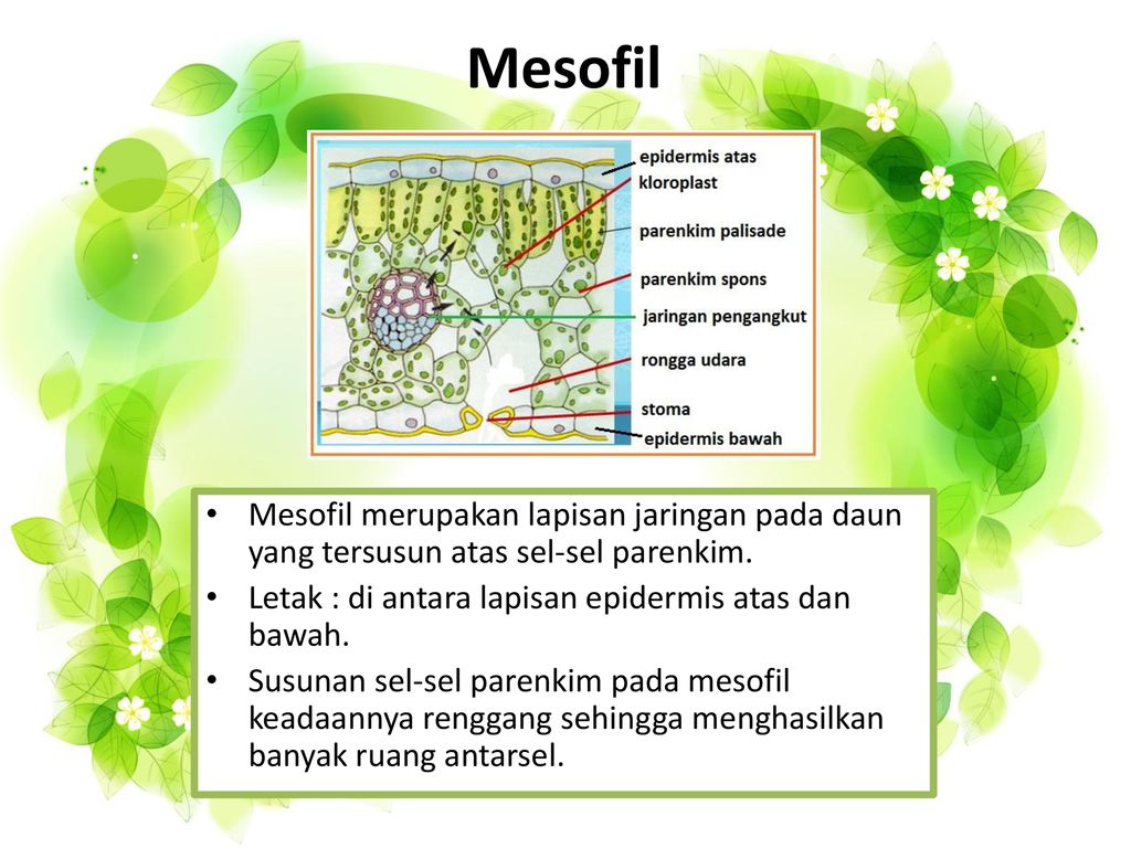 Detail Gambar Jaringan Pada Daun Nomer 53