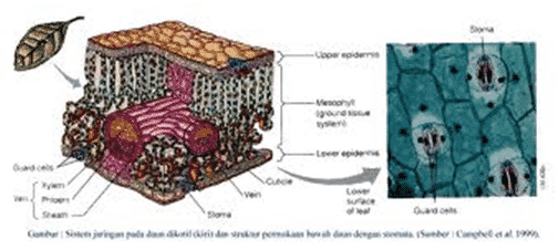 Detail Gambar Jaringan Pada Daun Nomer 54