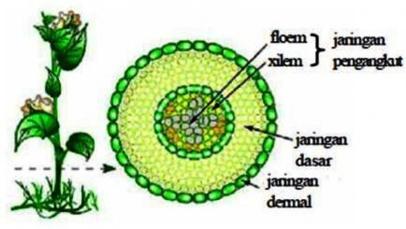 Detail Gambar Jaringan Pada Tumbuhan Nomer 3