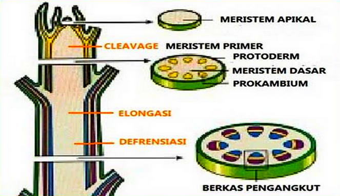 Detail Gambar Jaringan Pada Tumbuhan Nomer 35