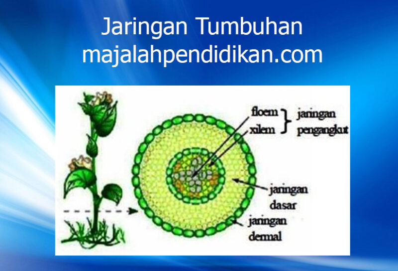 Detail Gambar Jaringan Pada Tumbuhan Nomer 50