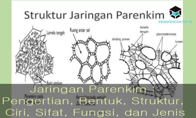 Detail Gambar Jaringan Parenkim Pada Tumbuhan Nomer 12