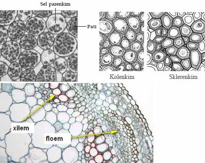 Detail Gambar Jaringan Parenkim Pada Tumbuhan Nomer 28