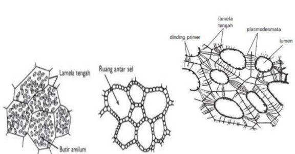 Detail Gambar Jaringan Parenkim Pada Tumbuhan Nomer 32