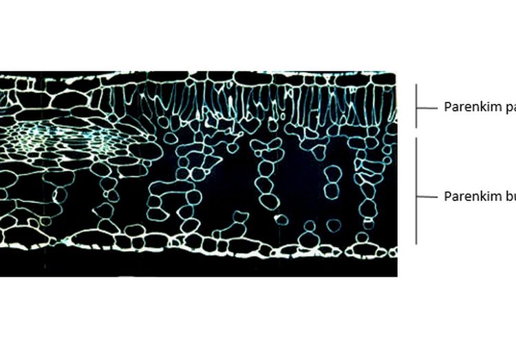 Detail Gambar Jaringan Parenkim Pada Tumbuhan Nomer 34