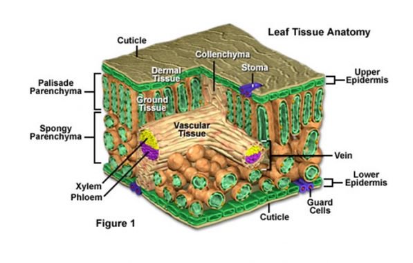 Detail Gambar Jaringan Parenkim Pada Tumbuhan Nomer 36