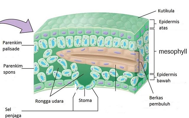Detail Gambar Jaringan Parenkim Pada Tumbuhan Nomer 10
