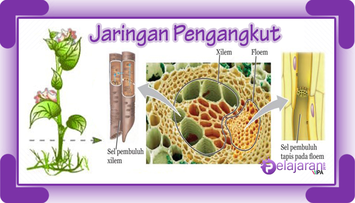 Detail Gambar Jaringan Pengangkut Pada Tumbuhan Nomer 2