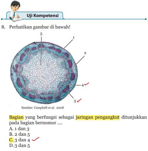 Detail Gambar Jaringan Pengangkut Pada Tumbuhan Nomer 21