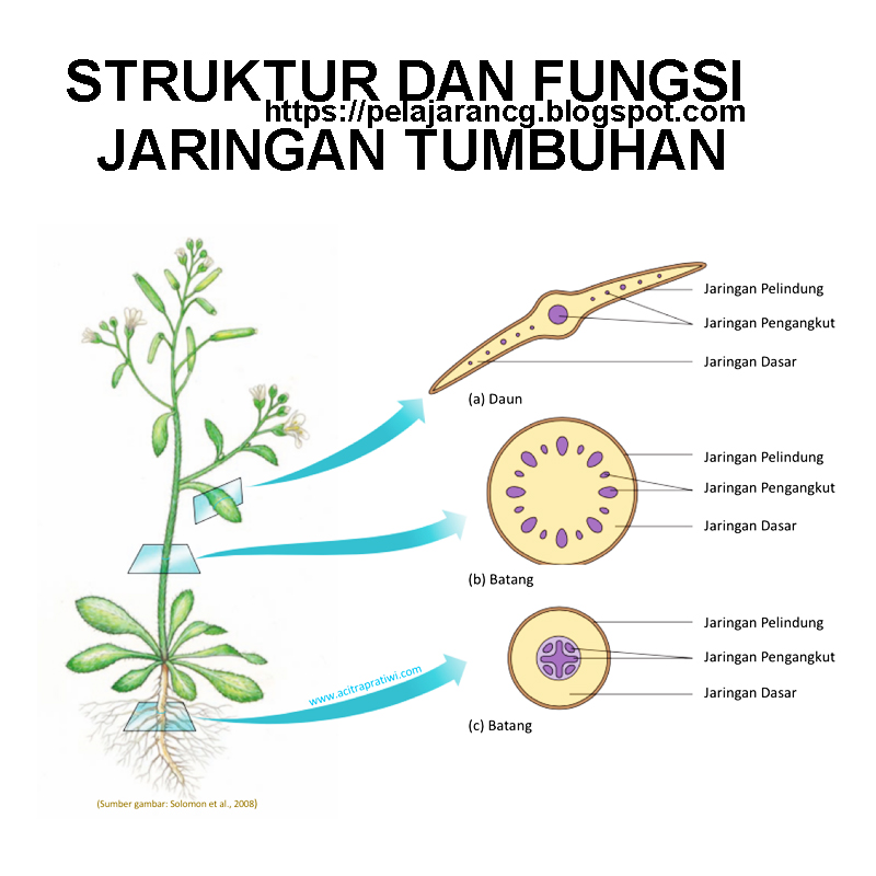 Detail Gambar Jaringan Pengangkut Pada Tumbuhan Nomer 29