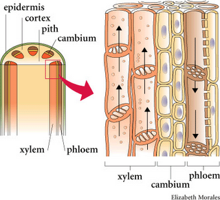 Detail Gambar Jaringan Pengangkut Pada Tumbuhan Nomer 30