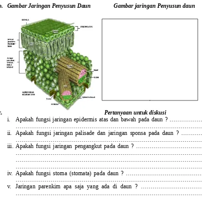 Detail Gambar Jaringan Pengangkut Pada Tumbuhan Nomer 43