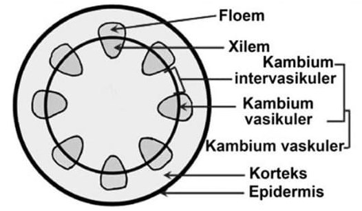 Detail Gambar Jaringan Pengangkut Pada Tumbuhan Nomer 44