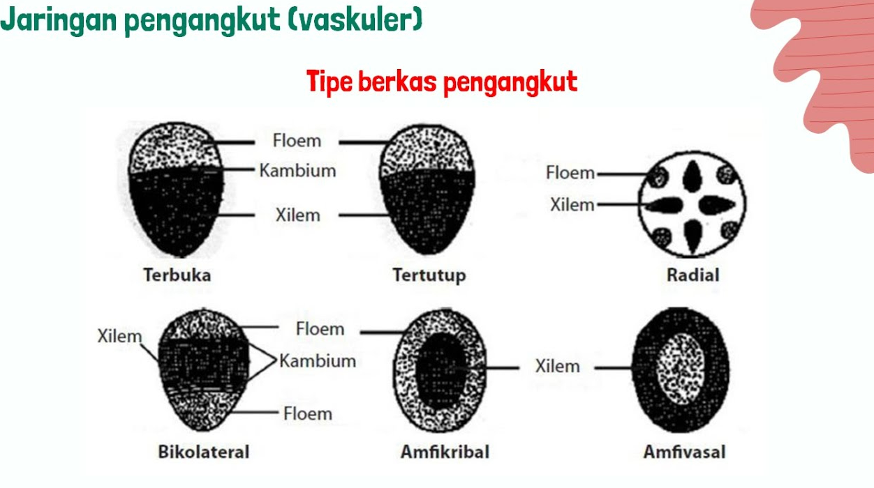 Detail Gambar Jaringan Pengangkut Pada Tumbuhan Nomer 49