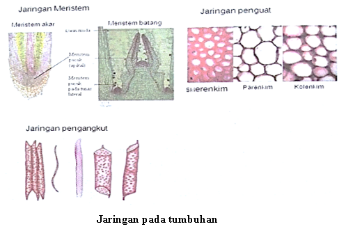 Detail Gambar Jaringan Pengangkut Pada Tumbuhan Nomer 53