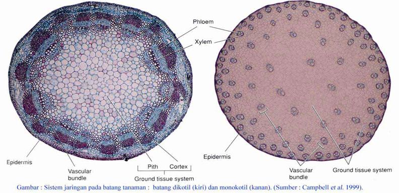 Detail Gambar Jaringan Pengangkut Pada Tumbuhan Nomer 7