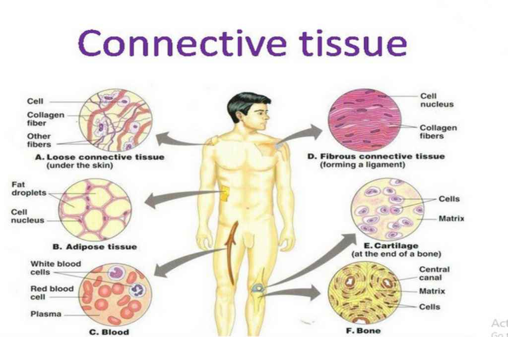 Detail Gambar Jaringan Pengikat Nomer 3