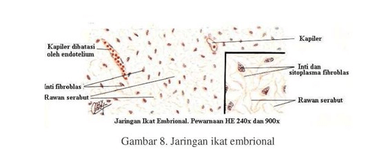 Detail Gambar Jaringan Pengikat Nomer 27