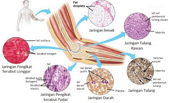 Detail Gambar Jaringan Pengikat Nomer 4