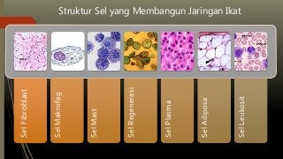 Detail Gambar Jaringan Pengikat Nomer 45