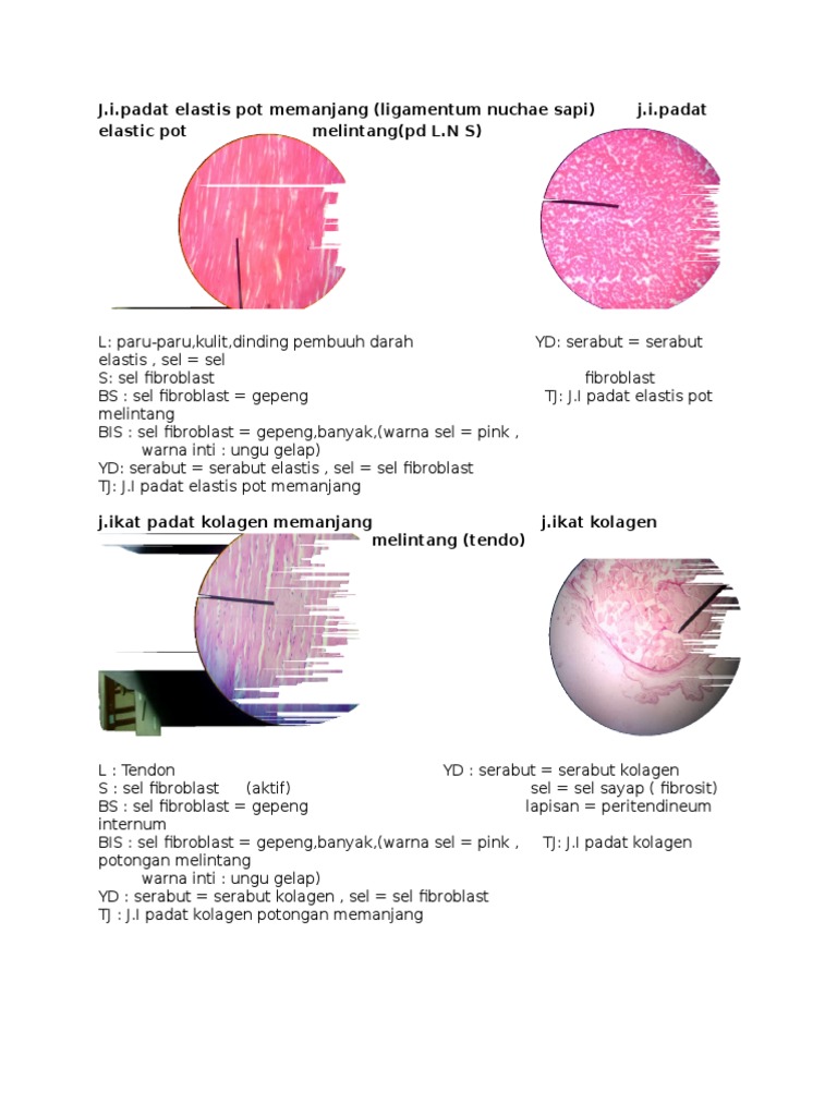 Detail Gambar Jaringan Pengikat Nomer 47