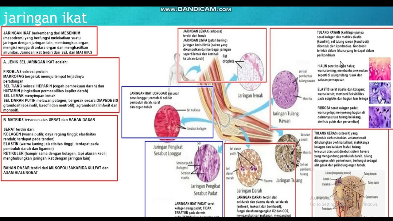 Detail Gambar Jaringan Pengikat Nomer 55