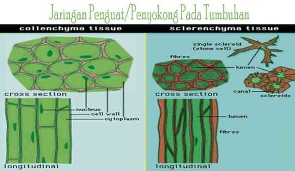 Detail Gambar Jaringan Penguat Nomer 2