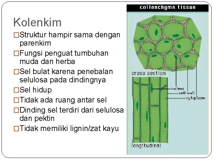 Detail Gambar Jaringan Penguat Nomer 36