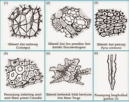 Detail Gambar Jaringan Penguat Nomer 48