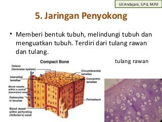 Detail Gambar Jaringan Penguat Nomer 49