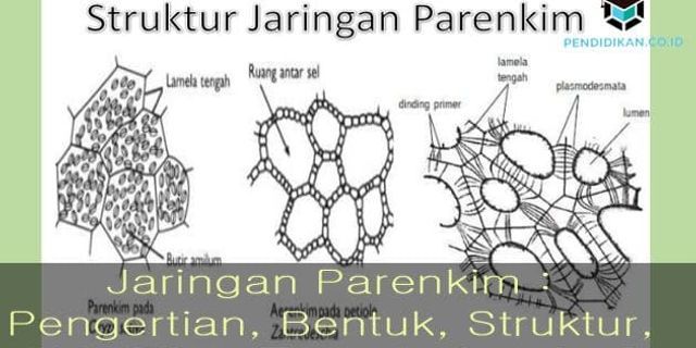 Detail Gambar Jaringan Penyokong Nomer 51