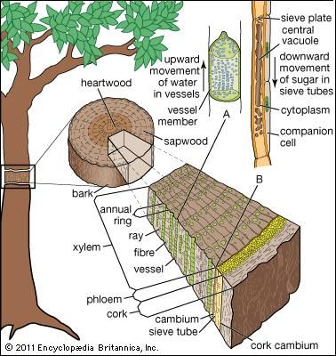 Detail Gambar Jaringan Penyokong Pada Tumbuhan Nomer 10
