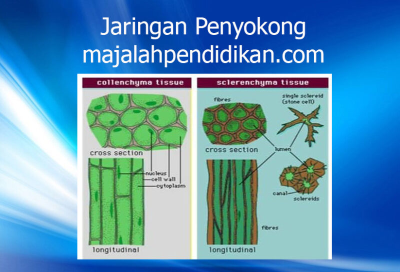 Detail Gambar Jaringan Penyokong Pada Tumbuhan Nomer 11
